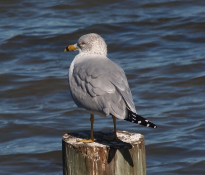 [The bird is perched atop a pier log with its body facing away from the camera, but its head turned back showing the left side of its head. The body is mostly light grey. The neck and head are more white than grey. Its tail is black with white spots. The legs and bill are yellow and the bill has a black vertical stripe near the tip.]